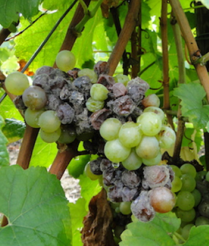 Les maladies culture La culture de la vigne Botrytis de la vigne
